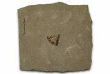 Eocene Fossil Cricket (Orthoptera) - Green River Formation #356688-1
